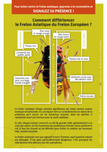 flyers 148x210mm www.frelonsasiatiques.fr 2023 02